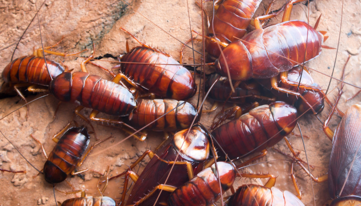 Infestation de blatte rayées, quelle entreprise de désinsectisation contacter à Laval ?
