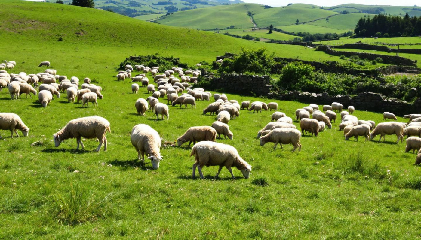 Impact environnemental de l'alimentation des moutons